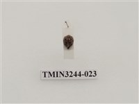 藏品(茄二十八星瓢蟲)的圖片